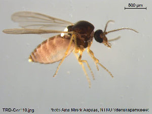  (Atrichopogon longicalcar - TRD-Cer110)  @13 [ ] CreativeCommons - Attribution Non-Commercial Share-Alike (2014) NTNU University Museum, Department of Natural History NTNU University Museum, Department of Natural History