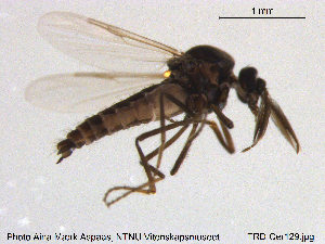  ( - TRD-Cer129)  @13 [ ] CreativeCommons - Attribution Non-Commercial Share-Alike (2015) NTNU University Museum, Department of Natural History NTNU University Museum, Department of Natural History