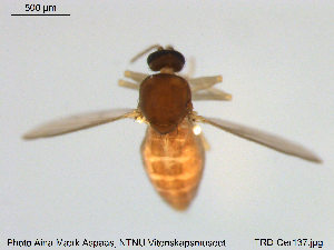  ( - TRD-Cer137)  @12 [ ] CreativeCommons - Attribution Non-Commercial Share-Alike (2015) NTNU University Museum, Department of Natural History NTNU University Museum, Department of Natural History