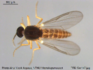  ( - TRD-Cer147)  @12 [ ] CreativeCommons - Attribution Non-Commercial Share-Alike (2015) NTNU University Museum, Department of Natural History NTNU University Museum, Department of Natural History