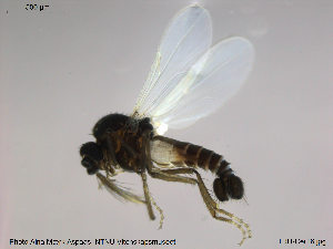  ( - TRD-Cer16)  @12 [ ] CreativeCommons - Attribution Non-Commercial Share-Alike (2014) NTNU University Museum, Department of Natural History NTNU University Museum, Department of Natural History