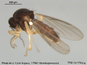  (Atrichopogon longicalcar - TRD-Cer174)  @13 [ ] CreativeCommons - Attribution Non-Commercial Share-Alike (2015) NTNU University Museum, Department of Natural History NTNU University Museum, Department of Natural History