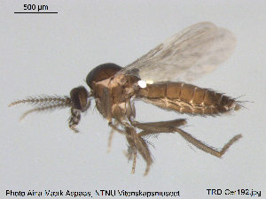  ( - TRD-Cer192)  @13 [ ] CreativeCommons - Attribution Non-Commercial Share-Alike (2015) NTNU University Museum, Department of Natural History NTNU University Museum, Department of Natural History