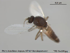  ( - TRD-Cer206)  @12 [ ] CreativeCommons - Attribution Non-Commercial Share-Alike (2015) NTNU University Museum, Department of Natural History NTNU University Museum, Department of Natural History