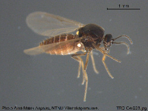  ( - TRD-Cer223)  @11 [ ] CreativeCommons - Attribution Non-Commercial Share-Alike (2015) NTNU University Museum, Department of Natural History NTNU University Museum, Department of Natural History