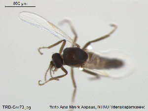  ( - TRD-Cer73)  @12 [ ] CreativeCommons - Attribution Non-Commercial Share-Alike (2014) NTNU University Museum, Department of Natural History NTNU University Museum, Department of Natural History