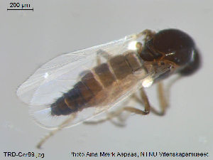  ( - TRD-Cer89)  @12 [ ] CreativeCommons - Attribution Non-Commercial Share-Alike (2014) NTNU University Museum, Department of Natural History NTNU University Museum, Department of Natural History