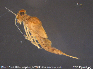  ( - TRD-Eph40)  @13 [ ] CreativeCommons - Attribution Non-Commercial Share-Alike (2015) NTNU University Museum, Department of Natural History NTNU University Museum, Department of Natural History