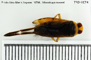  ( - TRD-HET4)  @13 [ ] CreativeCommons - Attribution Non-Commercial Share-Alike (2015) NTNU University Museum, Department of Natural History NTNU University Museum, Department of Natural History