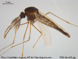  ( - TRD-Nem62)  @13 [ ] CreativeCommons - Attribution Non-Commercial Share-Alike (2015) NTNU University Museum, Department of Natural History NTNU University Museum, Department of Natural History