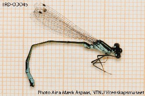  (Ischnura elegans - TRD-ODO45)  @15 [ ] CreativeCommons - Attribution Non-Commercial Share-Alike (2014) NTNU University Museum, Department of Natural History NTNU University Museum, Department of Natural History
