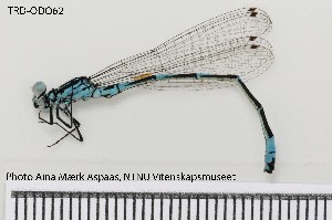  (Coenagrion pulchellum - TRD-ODO62)  @15 [ ] CreativeCommons - Attribution Non-Commercial Share-Alike (2014) NTNU University Museum, Department of Natural History NTNU University Museum, Department of Natural History