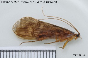  (Halesus radiatus - TRD-TRI104)  @14 [ ] CreativeCommons - Attribution Non-Commercial Share-Alike (2014) NTNU University Museum, Department of Natural History NTNU University Museum, Department of Natural History