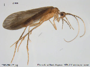  (Lype phaeopa - TRD-TRI127)  @14 [ ] CreativeCommons - Attribution Non-Commercial Share-Alike (2014) NTNU University Museum, Department of Natural History NTNU University Museum, Department of Natural History