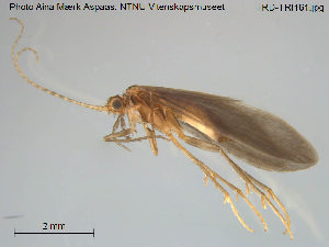  (Psychomyia pusilla - TRD-TRI161)  @14 [ ] CreativeCommons - Attribution Non-Commercial Share-Alike (2014) NTNU University Museum, Department of Natural History NTNU University Museum, Department of Natural History