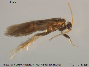  ( - TRD-TRI167)  @12 [ ] CreativeCommons - Attribution Non-Commercial Share-Alike (2014) NTNU University Museum, Department of Natural History NTNU University Museum, Department of Natural History