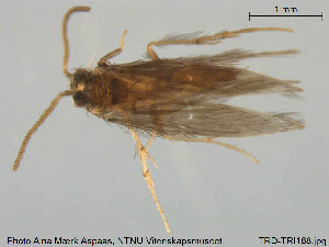  (Hydroptila tineoides - TRD-TRI168)  @14 [ ] CreativeCommons - Attribution Non-Commercial Share-Alike (2014) NTNU University Museum, Department of Natural History NTNU University Museum, Department of Natural History