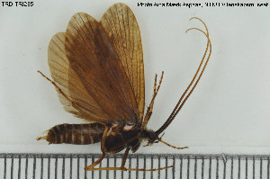  (Phryganea bipunctata - TRD-TRI235)  @14 [ ] CreativeCommons - Attribution Non-Commercial Share-Alike (2015) NTNU University Museum, Department of Natural History NTNU University Museum, Department of Natural History