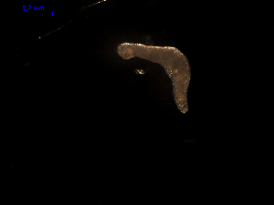  (Diphterostomum brusinae - CCDB-06263-C12)  @11 [ ] Unspecified (default): All Rights Reserved  Unspecified Unspecified