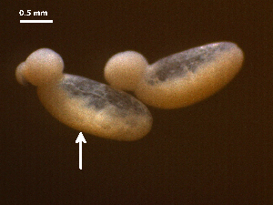  (Cotylurus hebraicus - Cth.IN.DWR8.Fa.5.1)  @11 [ ] Copyright (2010) Sean Locke Environment Canada