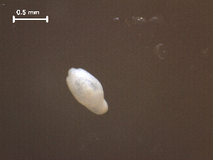  ( - H.RM.IVT.Cco.1f.2)  @11 [ ] Copyright (2010) Sean Locke Environment Canada