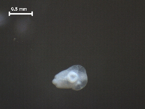  ( - H.RM.IVT.Cco.1f.3)  @11 [ ] Copyright (2010) Sean Locke Environment Canada