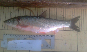  ( - AOZ_TBK019)  @11 [ ] CreativeCommons  Attribution Non-Commercial Share-Alike  Zolotova A.O. A.V. Zhirmunsky Institute of Marine Biology