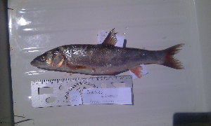  ( - AOZ_TBK012NTHK012)  @11 [ ] CreativeCommons  Attribution Non-Commercial Share-Alike  Zolotova A.O. A.V. Zhirmunsky Institute of Marine Biology