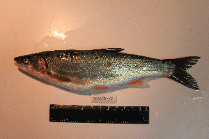  (Tribolodon hakonensis - AOZ_THV018)  @11 [ ] CreativeCommons  Attribution Non-Commercial Share-Alike  Turanov S.V. A.V. Zhirmunsky Institute of Marine Biology