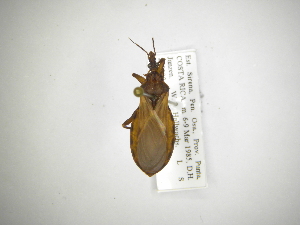  (Triatoma sp - INBIOCRI001703346)  @11 [ ] CreativeCommons - Attribution (2012) Carlos Hernandez Centre for Biodiversity Genomics