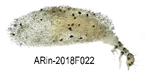  ( - ARin-2018F022)  @11 [ ] CreativeCommons - Attribution Non-Commercial (2018) Aki Rinne University of Oulu