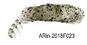  ( - ARin-2018F023)  @11 [ ] CreativeCommons - Attribution Non-Commercial (2018) Aki Rinne University of Oulu