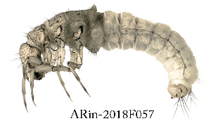  ( - ARin-2018F057)  @11 [ ] CreativeCommons - Attribution Non-Commercial (2018) Aki Rinne University of Oulu