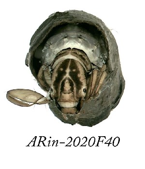  ( - ARin-2020F40)  @11 [ ] by-nc (2020) Aki Rinne University of Oulu
