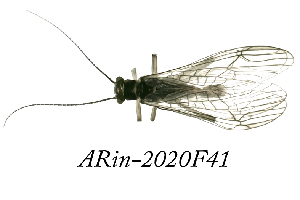  ( - ARin-2020F41)  @11 [ ] by-nc (2020) Aki Rinne University of Oulu