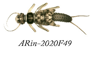  (Isogenus - ARin-2020F49)  @11 [ ] by-nc (2020) Aki Rinne University of Oulu