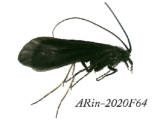  ( - ARin-2020F64)  @11 [ ] by-nc (2020) Aki Rinne University of Oulu