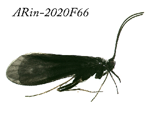  ( - ARin-2020F66)  @11 [ ] by-nc (2020) Aki Rinne University of Oulu