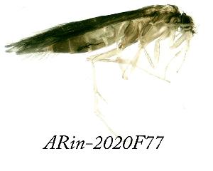  ( - ARin-2020F77)  @11 [ ] by-nc (2020) Aki Rinne University of Oulu