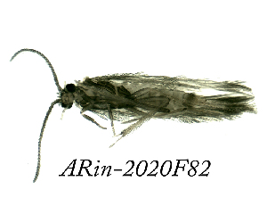  ( - ARin-2020F82)  @11 [ ] by-nc (2020) Aki Rinne University of Oulu