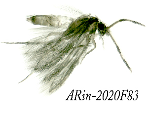  ( - ARin-2020F83)  @11 [ ] by-nc (2020) Aki Rinne University of Oulu