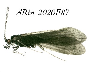  ( - ARin-2020F87)  @11 [ ] by-nc (2020) Aki Rinne University of Oulu