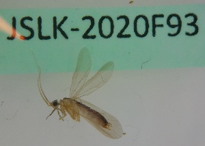 ( - JSLK-2020F93)  @11 [ ] by-nc (2020) Juha Salokannel University of Oulu