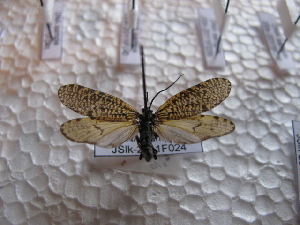  ( - JSlk-2011F024)  @11 [ ] Unspecified (default): All Rights Reserved  Unspecified Unspecified