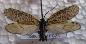  ( - JSlk-2011F024)  @11 [ ] Unspecified (default): All Rights Reserved  Unspecified Unspecified