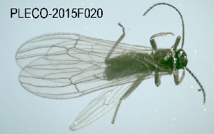  (Capnopsis chilleri - PLECO-2015F020)  @12 [ ] CreativeCommons - Attribution Non-Commercial (2015) Aki Rinne University of Oulu