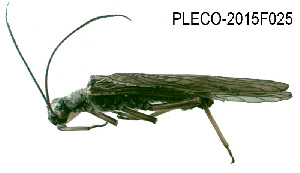  (Nemoura avicularis - PLECO-2015F025)  @14 [ ] CreativeCommons - Attribution Non-Commercial (2015) Aki Rinne University of Oulu