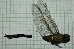  ( - IAvH-TRI-MAC0001-1)  @11 [ ] Copyright (2022) Instituto de Investigaciones Alexander von Humboldt (IAvH) Instituto de Investigaciones Alexander von Humboldt (IAvH)