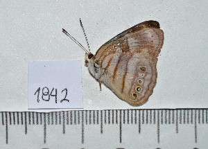  ( - IAvH-TRI-A1842)  @11 [ ] copyright (2022) Instituto de Investigacion Alexander von Humboldt (IAvH) Instituto de Investigacion Alexander von Humboldt (IAvH)