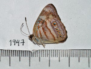  ( - IAvH-TRI-A1947)  @11 [ ] copyright (2022) Instituto de Investigacion Alexander von Humboldt (IAvH). Instituto de Investigacion Alexander von Humboldt (IAvH).